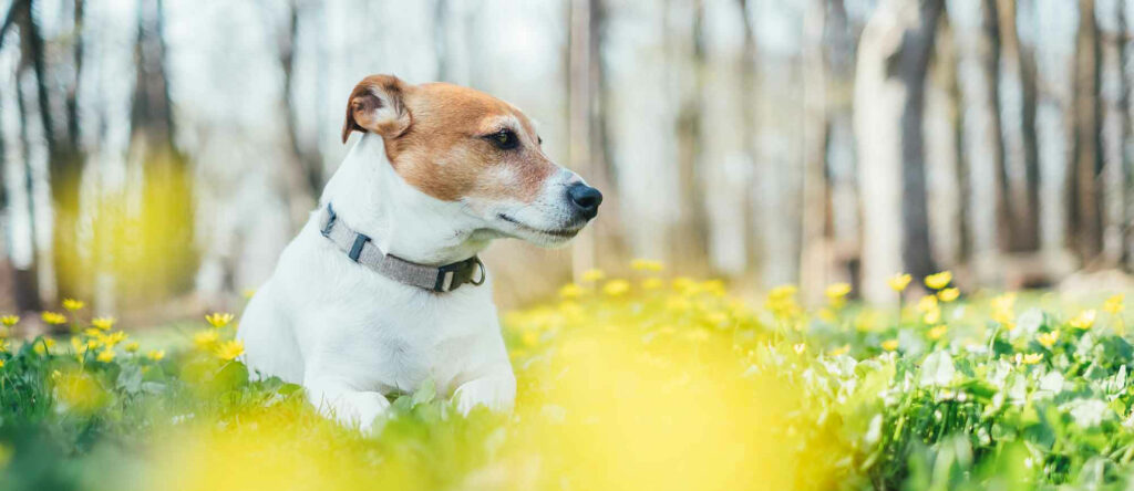Collares y pipetas para evitar enfermedades en los perros