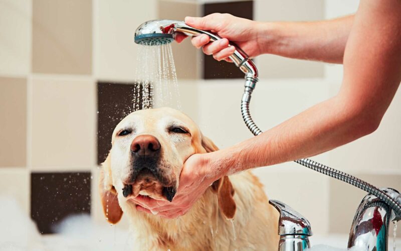5 consejos prácticos para Bañar a tu Perro