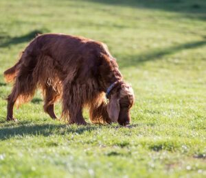 La importancia del olfato en el Perro