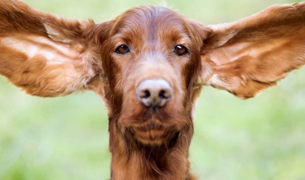 el-oído-del-perro-cómo-saber-sano