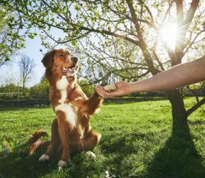 “Dame la patita”. ¿Cómo enseñar a tu perro a que te dé la pata?