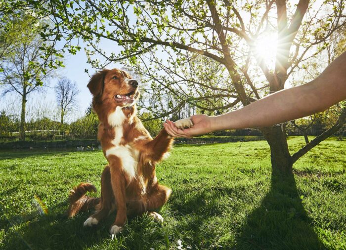 “Dame la patita” ¿Cómo enseñar a tu perro a que te dé la pata?
