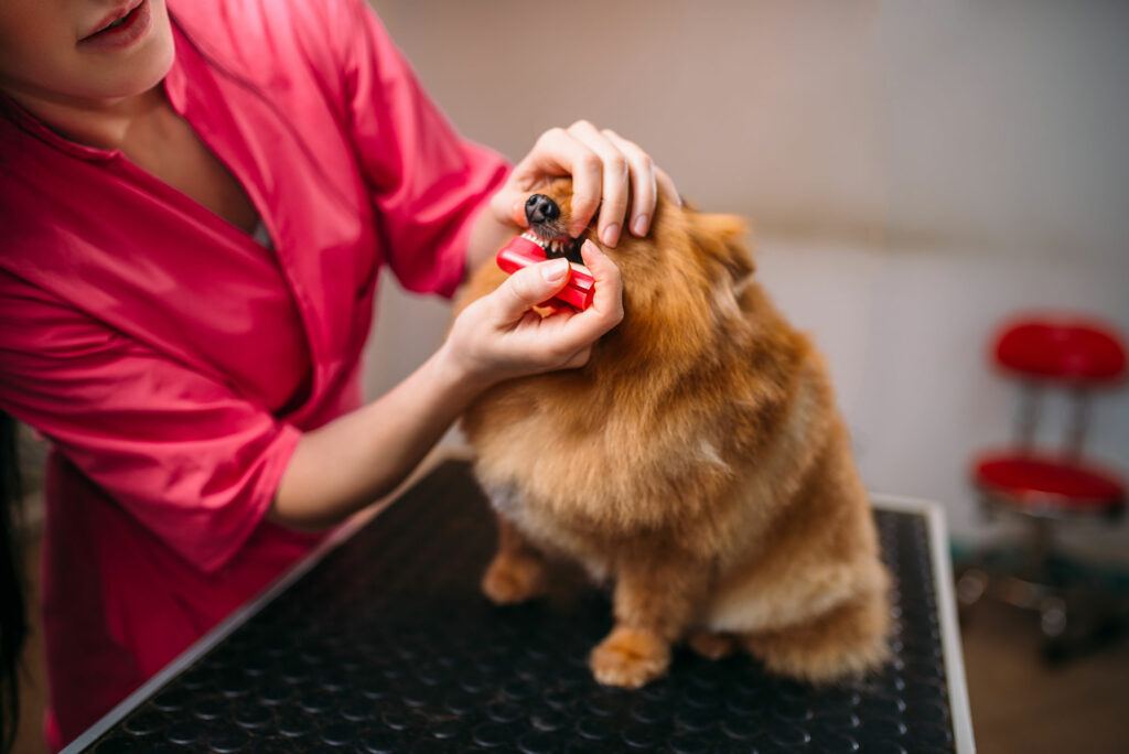limpieza-dental-canina