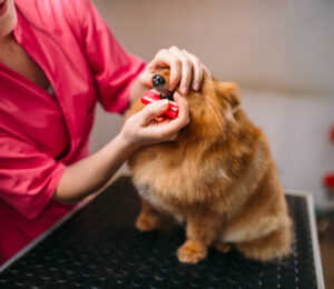 Limpieza dental canina: importante aseo diario