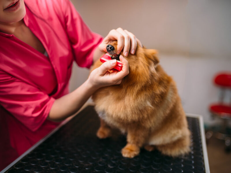 Limpieza dental canina: importante aseo diario