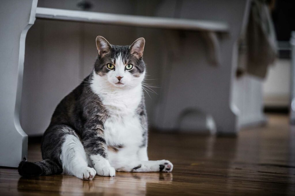 gato-obeso-prevenir-la-obesidad-en-felinos