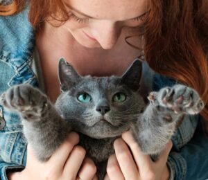 Toxoplasmosis en #Gatos. Consecuencias en #Embarazo.