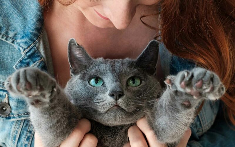 Toxoplasmosis en #Gatos. Consecuencias en #Embarazo.