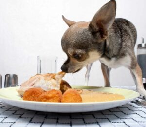 Tu #perro roba comida. ¿Qué hacer?