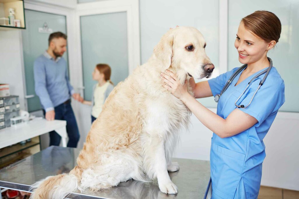 conjuntivitis-en-perros-causas-y-tratamiento