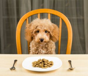 Necesidades nutricionales de los #Perros según Edad.
