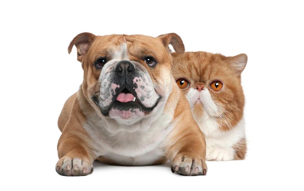 causas-de-sobrepeso-y-obesidad-en-mascotas