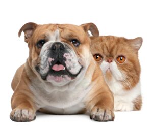 Causas de #Sobrepeso y #Obesidad en Perros y Gatos