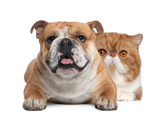 Causas de #Sobrepeso y #Obesidad en Perros y Gatos