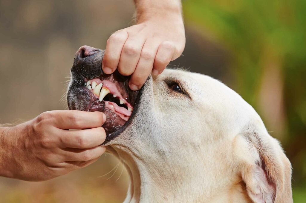 cómo-cepillarle-los-dientes-a-un-perro