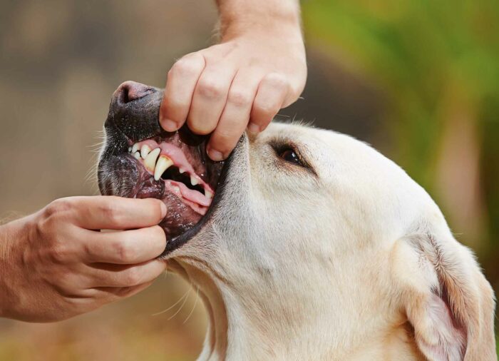 ¿Cómo cepillarle los dientes a tu #Perro?