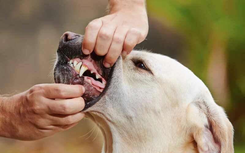 ¿Cómo cepillarle los dientes a tu #Perro?