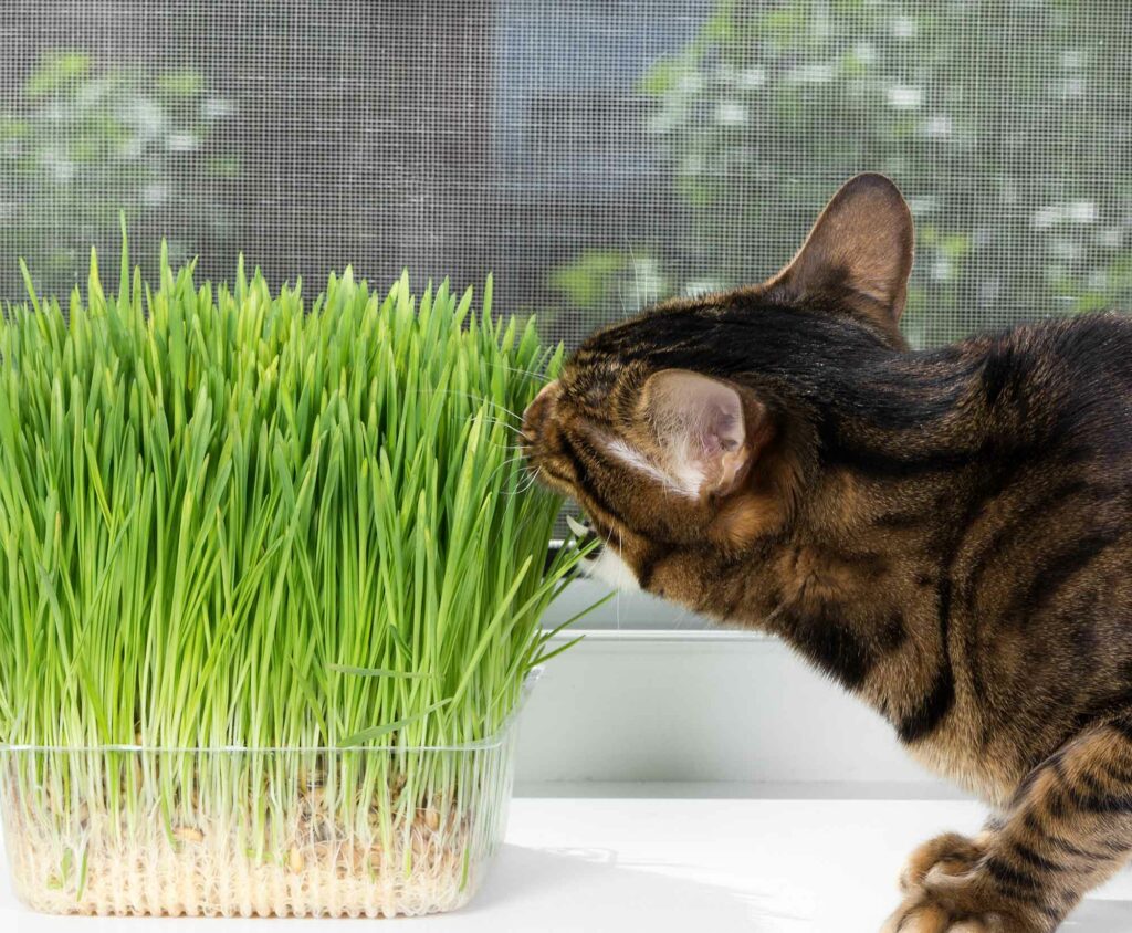 plantas-prohibidas-para-gatos