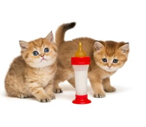 ¿Podemos dar leche a los #Gatos?