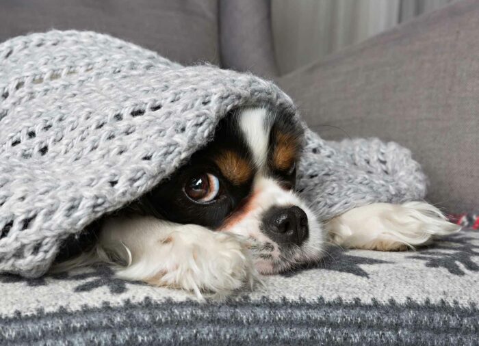 Coronavirus y mascotas. Combatir la ansiedad