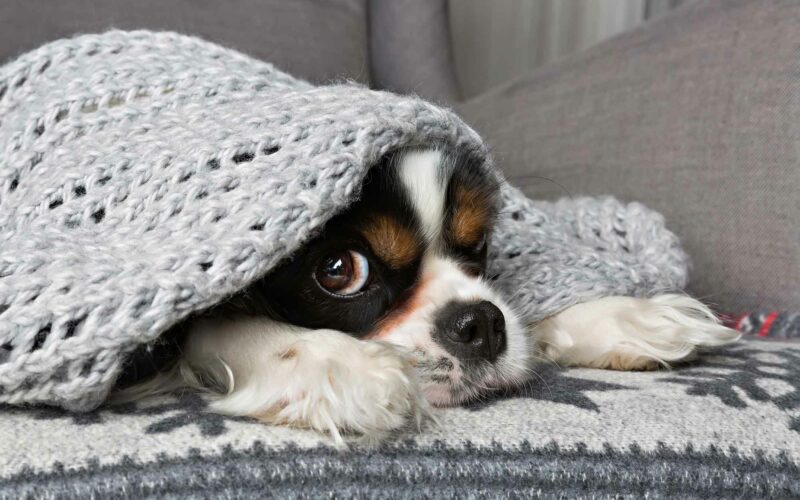 Coronavirus y mascotas. Combatir la ansiedad