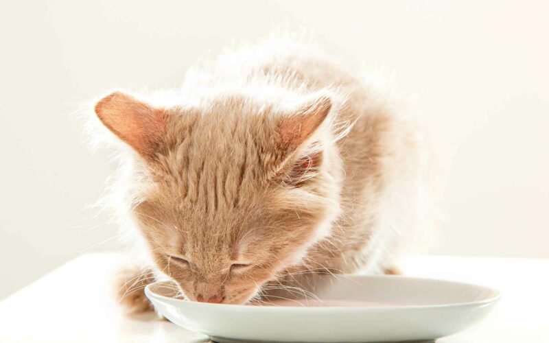 Gato Deshidratado, ¿qué hacer?