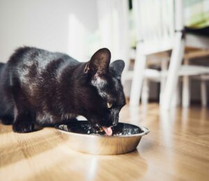 Ración diaria de comida para tu #Gato