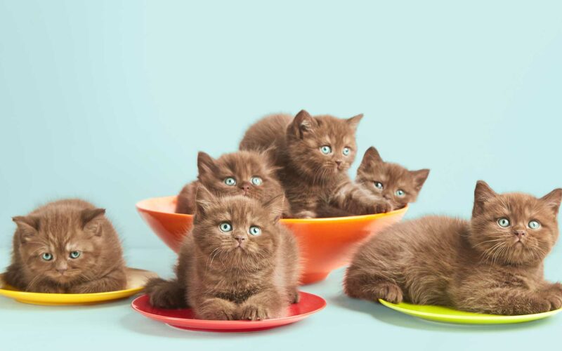 ¿Cómo elegir un buen pienso para #Gatitos?