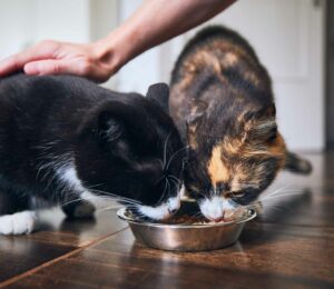Digestibilidad = calidad en comida #felina