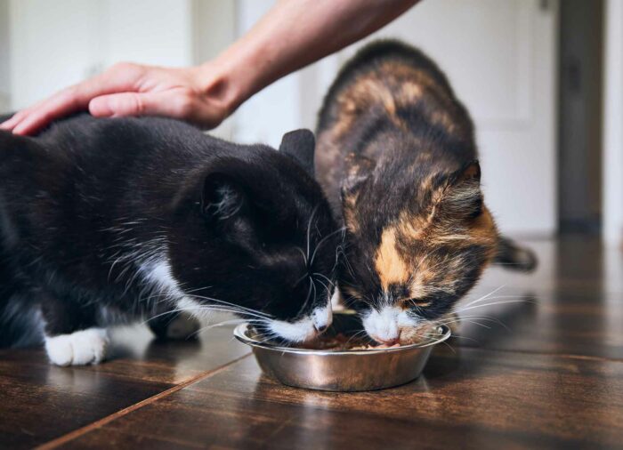 Digestibilidad = calidad en comida #felina