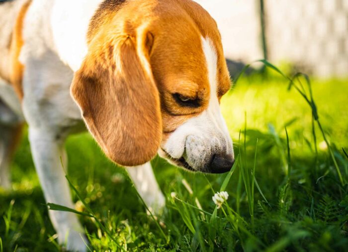 ¿Por qué tu #perro come hierba?
