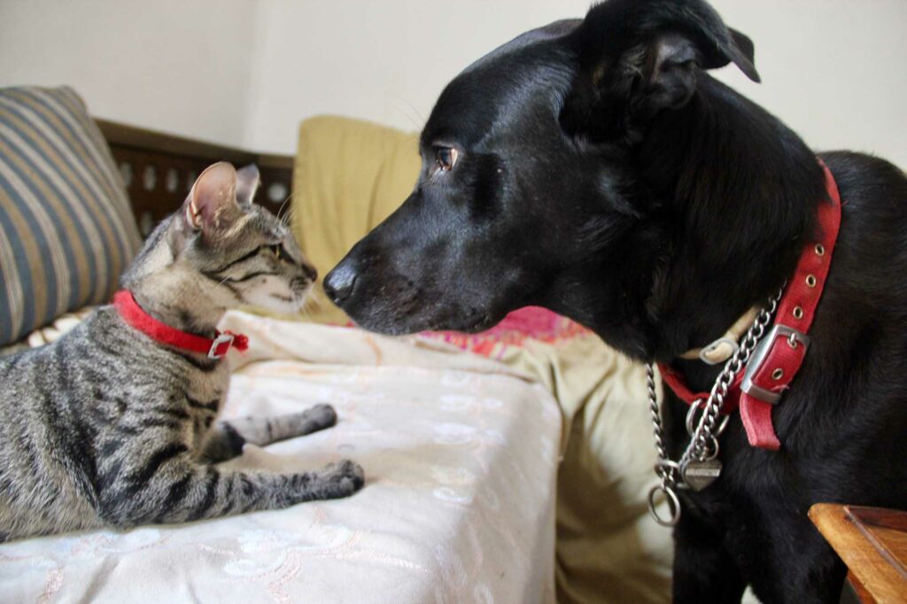 diferencias-entre-perros-y-gatos-en-alimentacion