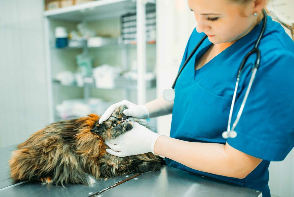 vacunación-felina