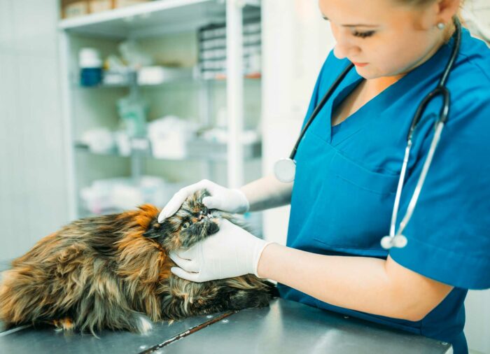 Vacunación #Felina; vacunas prioritarias