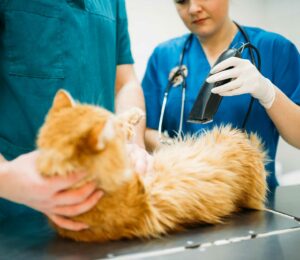 Vacunas optativas; vacunación #Felina