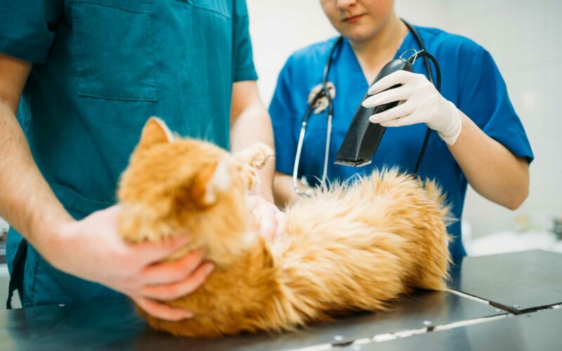 Vacunas optativas; vacunación #Felina