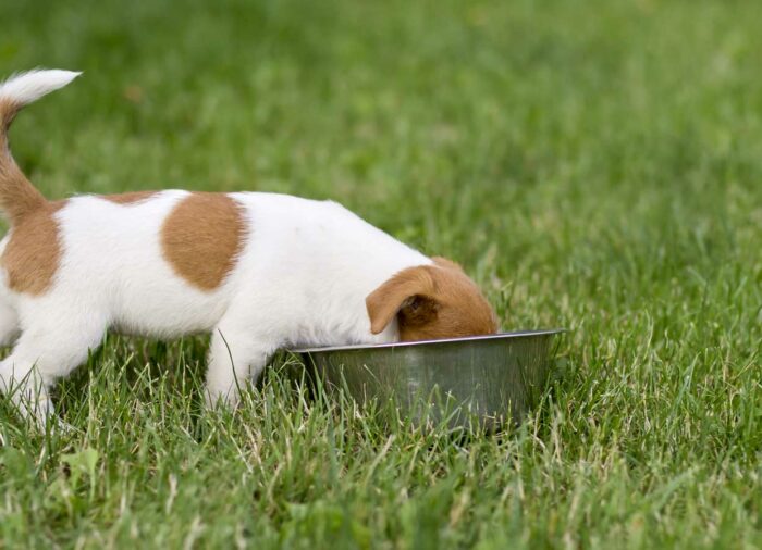 La importancia de una buena #alimentación para tu #perro