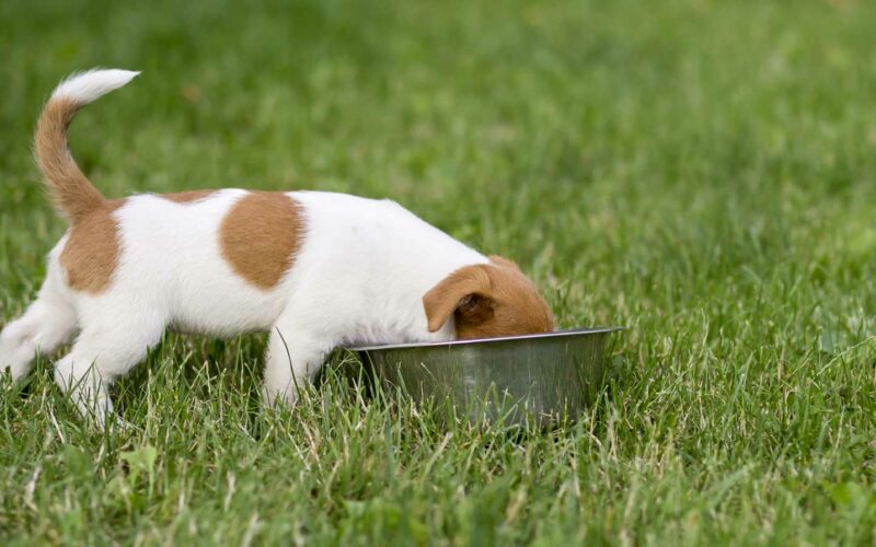 La importancia de una buena #alimentación para tu #perro