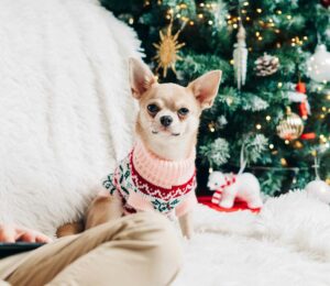 5 Consejos para pasar la Navidad con tus #mascotas