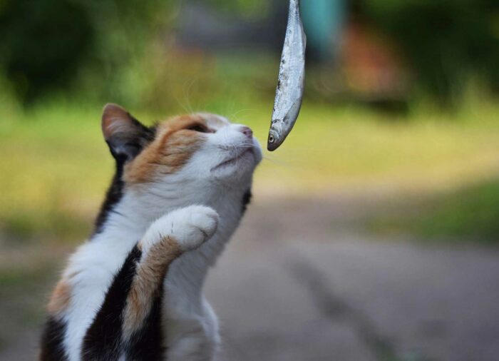 ¿Pueden los #Gatos comer Pescado?
