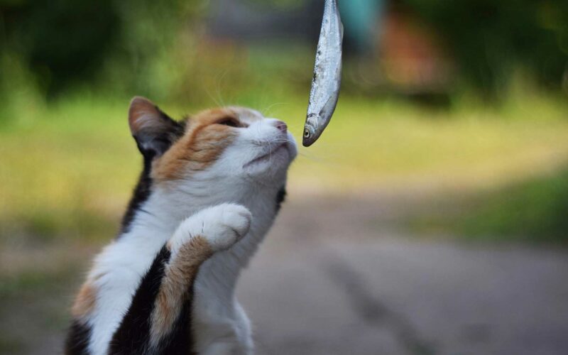 ¿Pueden los #Gatos comer Pescado?