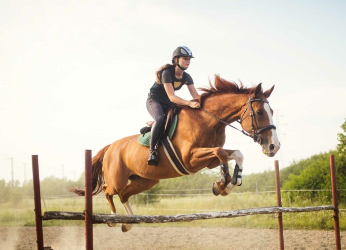 ¿Cómo entrenar a un caballo para realizar trucos?