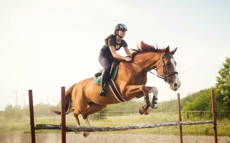 ¿Cómo entrenar a un caballo para realizar trucos?
