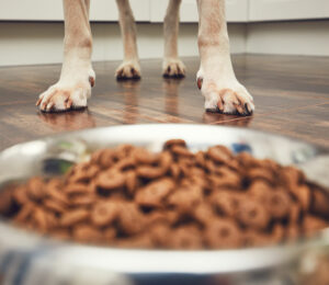 Guía de alimentación para perros: consejos para una dieta equilibrada y saludable
