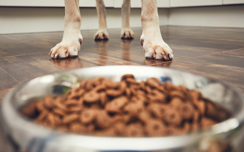 Guía de alimentación para perros: consejos para una dieta equilibrada y saludable