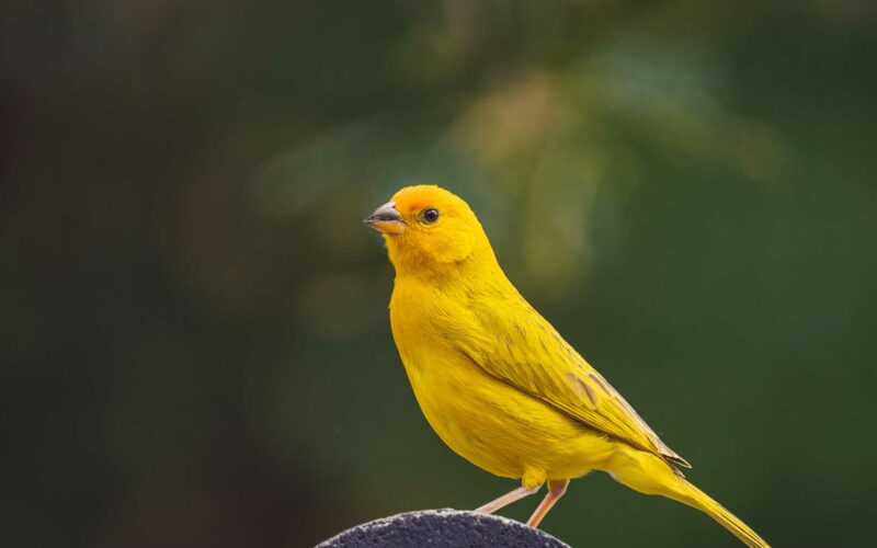 Alimentación para pájaros: ¿Semillas o alimentos completos?