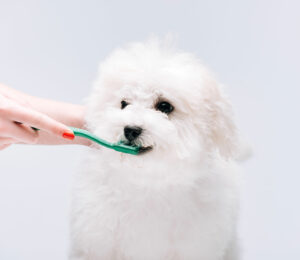 ¡Cómo cuidar adecuadamente los dientes de tu perro: consejos de higiene dental!