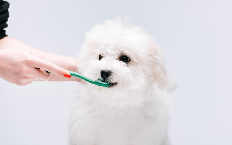 ¡Cómo cuidar adecuadamente los dientes de tu perro: consejos de higiene dental!