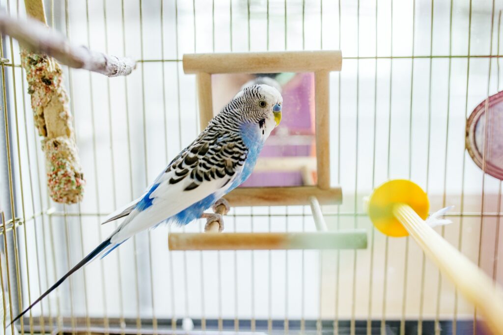 Funny budgerigar. Cute blue budgie pa parrot sits in cage and plays with mirror.
