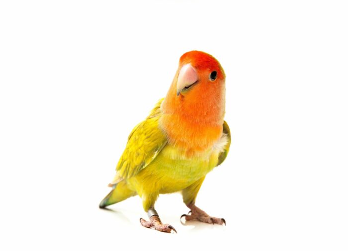 Consejos para cuidar a tu Ave en casa | Guía para principiantes de dueños de Pájaros